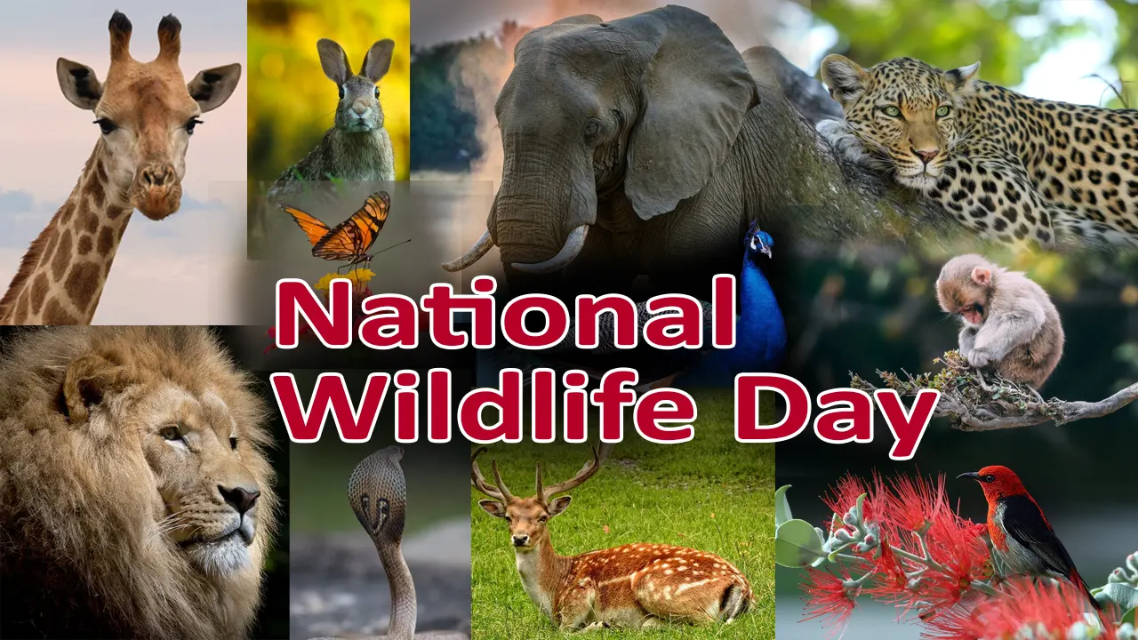 National Wildlife Day